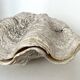 Authentic vintage giant bivalve shell, tridacna gigas shell.