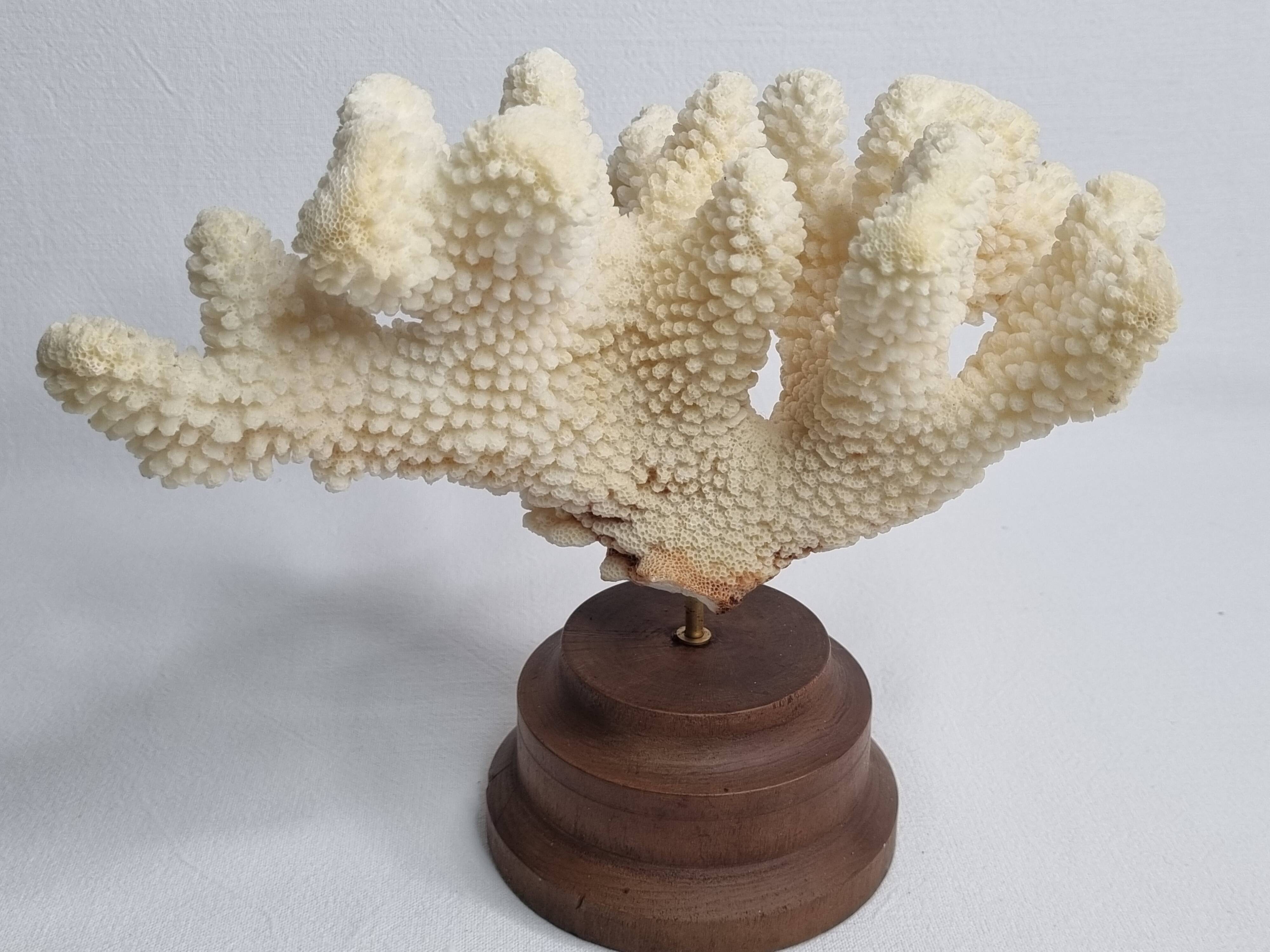 Antique natural coral mounted on turned wooden base, 17 cm