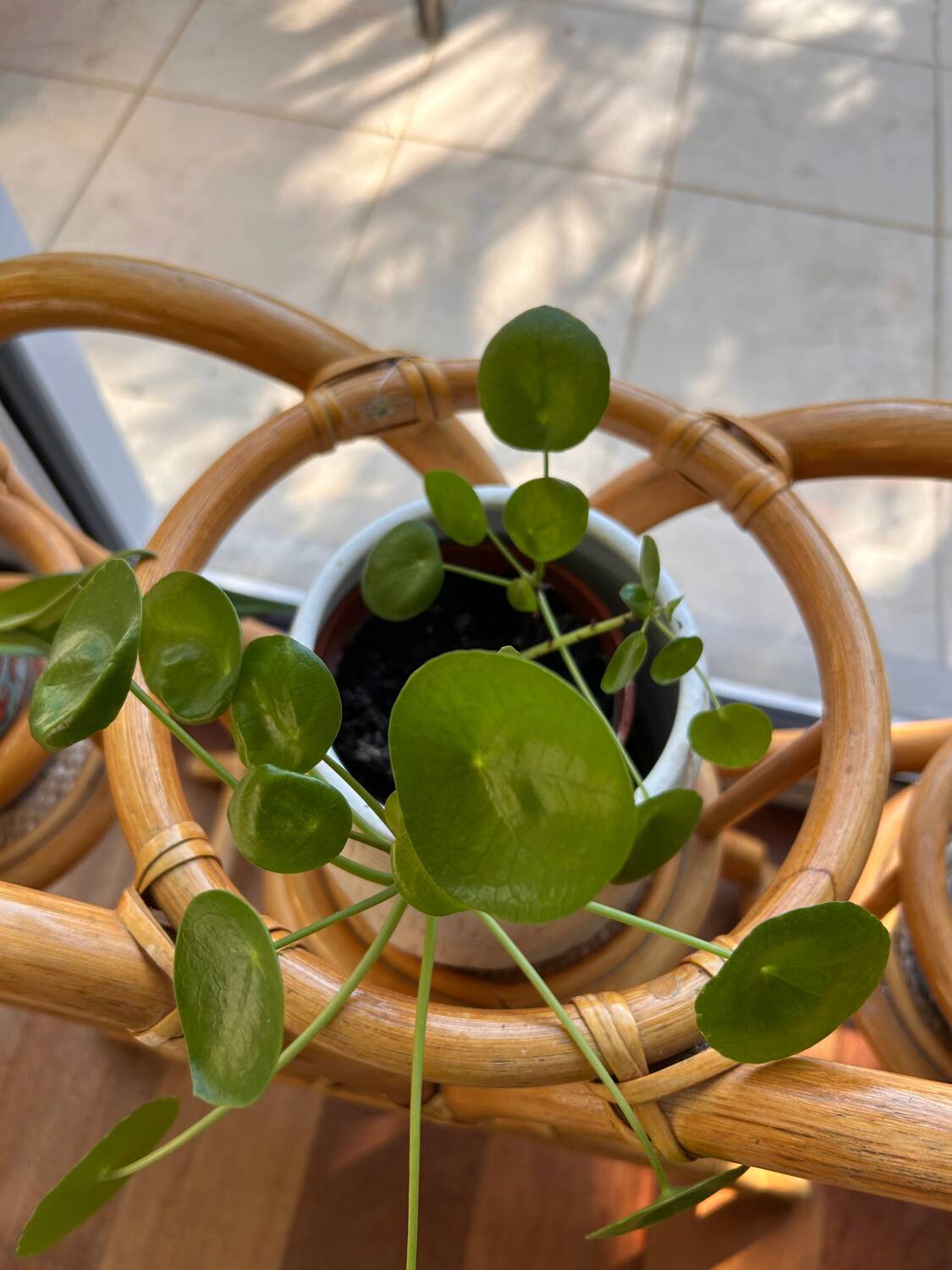 Vintage rattan plant stand – 1970s