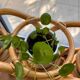 Vintage rattan plant stand – 1970s