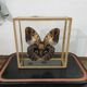 Butterfly entomology box