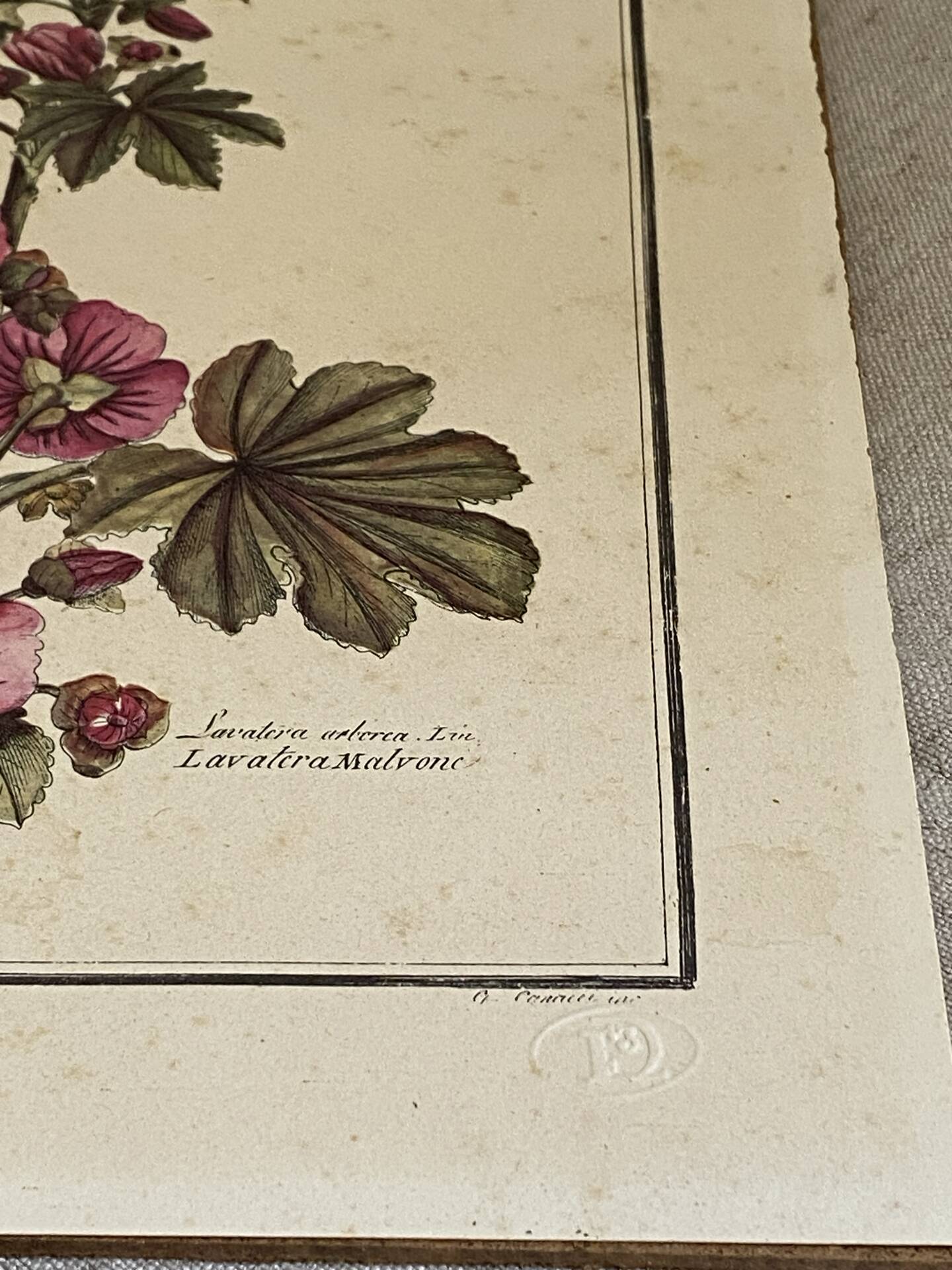 Botanical engraving of Lavatera Malvone
