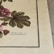 Botanical engraving of Lavatera Malvone