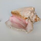 Pink shell, conch, stombus gigas, pink conch