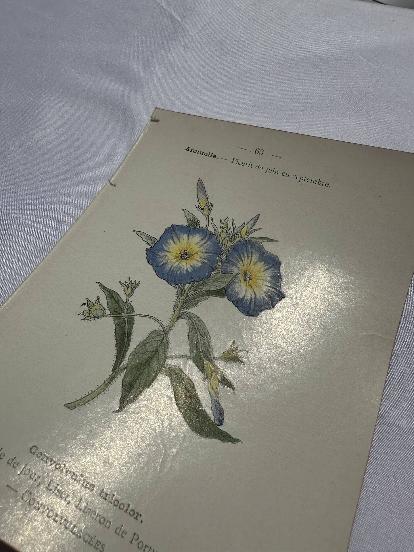 Botanical engraving naturalist plate 19th century double-sided