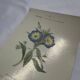 Botanical engraving naturalist plate 19th century double-sided