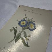 Gravure botanique planche naturaliste 19eme double face