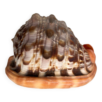 Ciprea blackcurrant rufa shell