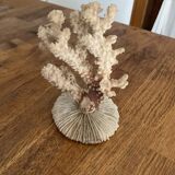 Ancient coral. 15cm x 10cm
