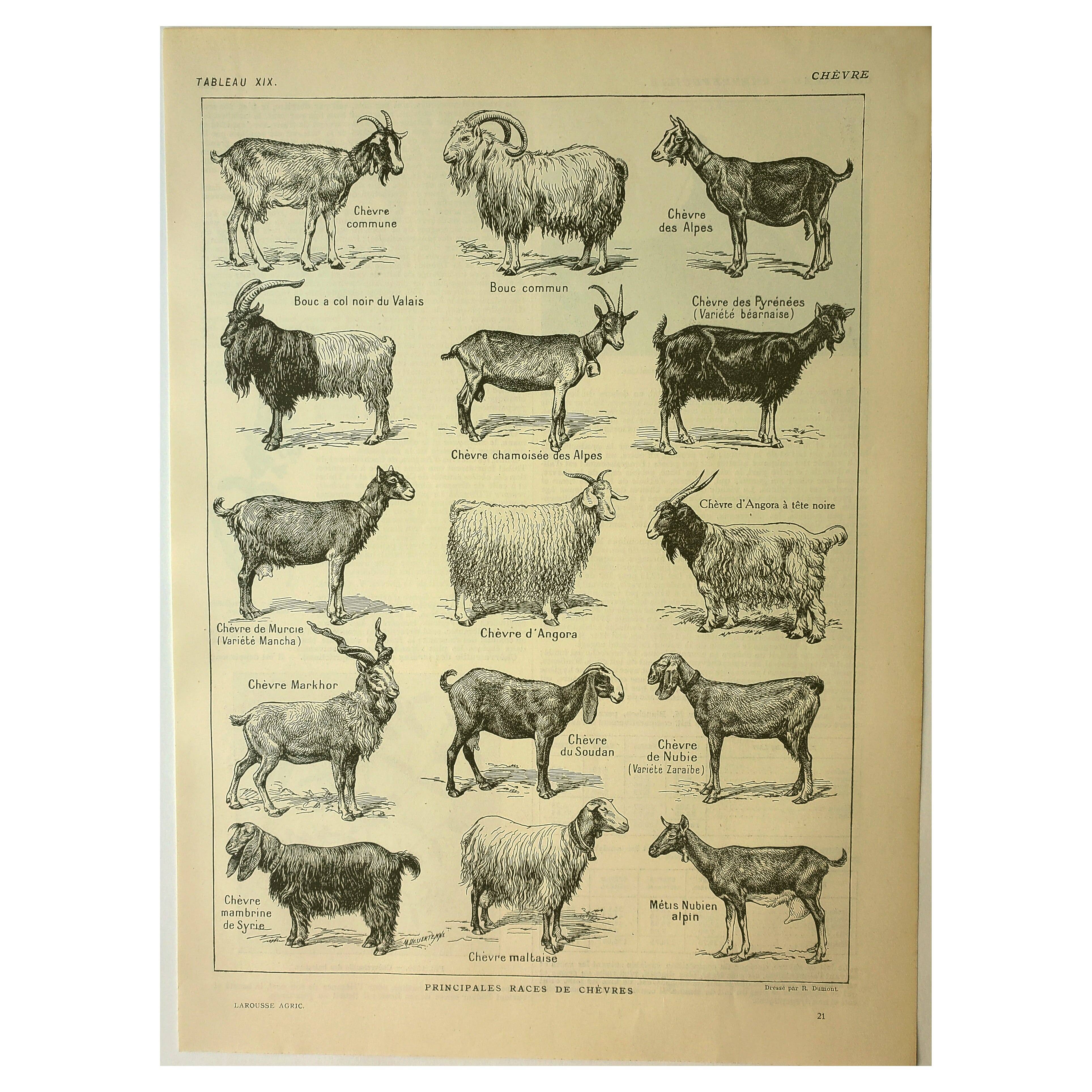 Antique engraving, 1921 - Goats by M. Dessertenne. Farm animals, plate