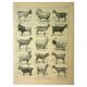 Antique engraving, 1921 - Goats by M. Dessertenne. Farm animals, plate
