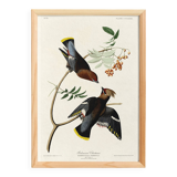Poster about the Bohemian Waxwing, based on an old engraving from 1827.