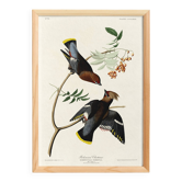 Poster about the Bohemian Waxwing, based on an old engraving from 1827.