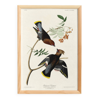 Poster about the Bohemian Waxwing, based on an old engraving from 1827.