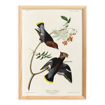 Affiche sur le Jaseur boréal, d’après une gravure ancienne de 1827.