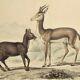 Ornithological Plate Buffon 1838 "Chamois, Musk & Gazelle"