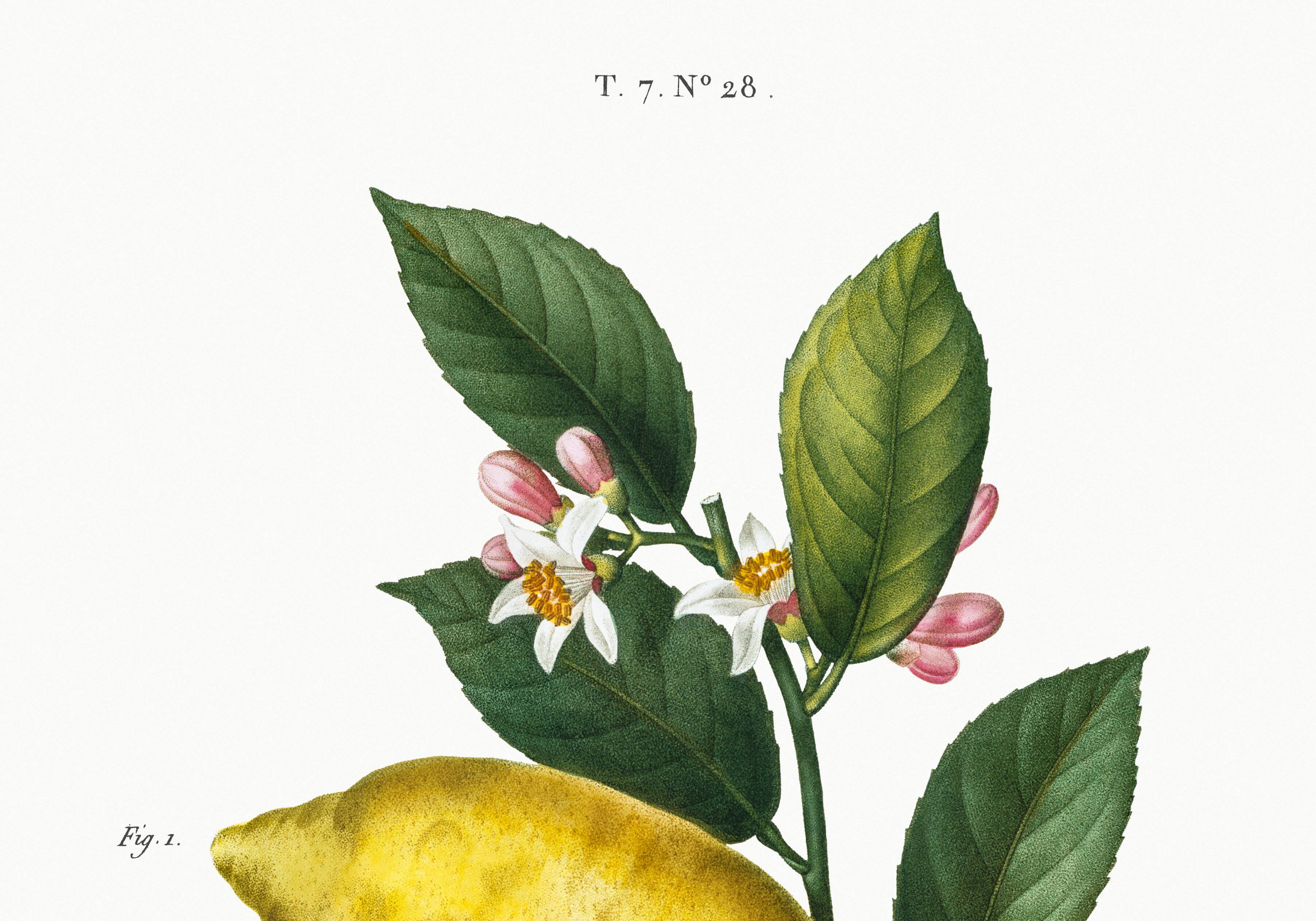 Poster about lemons, based on an engraving from 1802