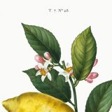 Poster about lemons, based on an engraving from 1802