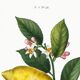 Poster about lemons, based on an engraving from 1802
