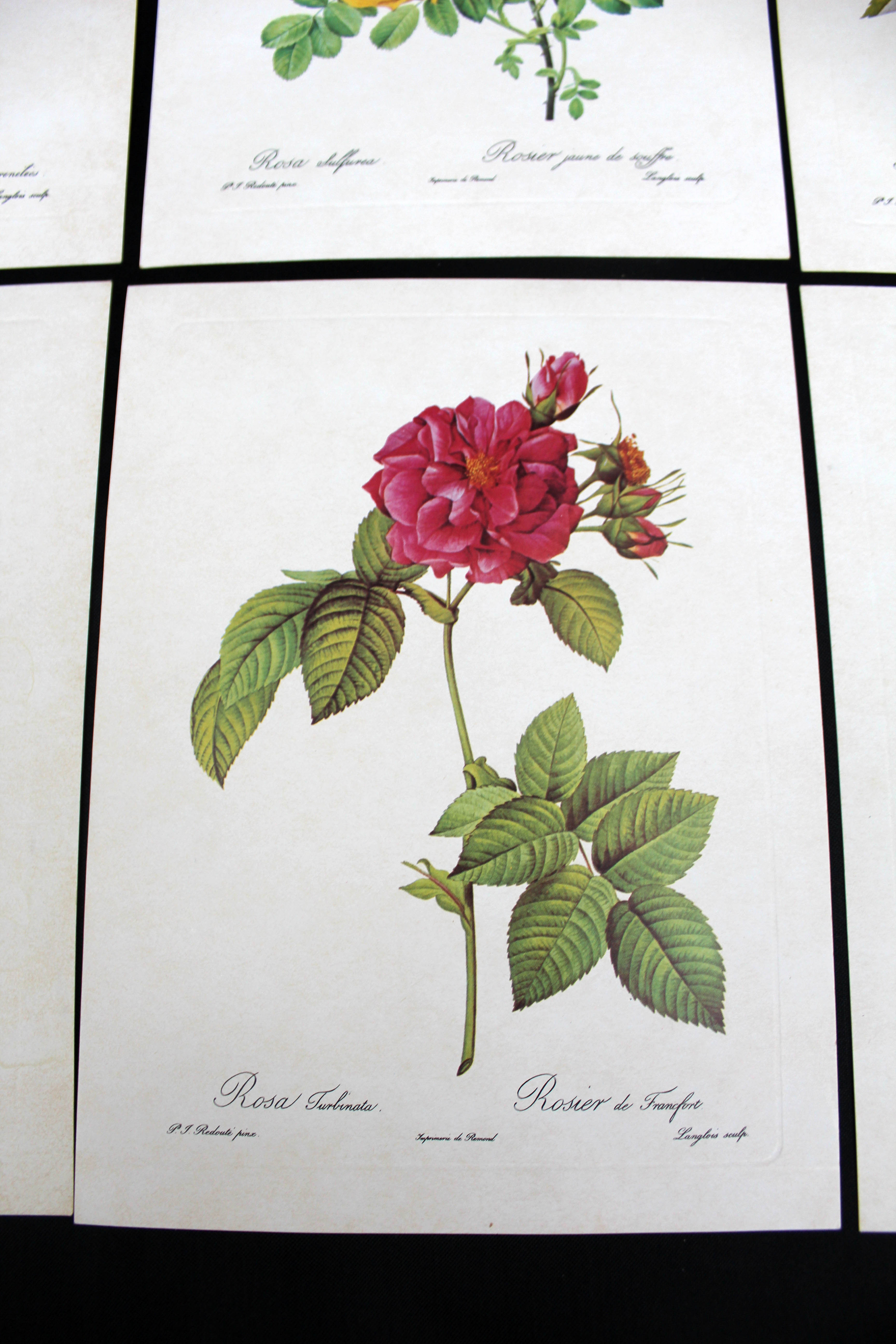 Lot of 6 vintage botanical prints, P.J. Redoute Roses Rosa, Imprimerie de Rémond