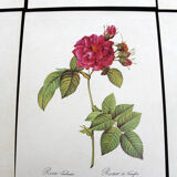 Lot of 6 vintage botanical prints, P.J. Redoute Roses Rosa, Imprimerie de Rémond