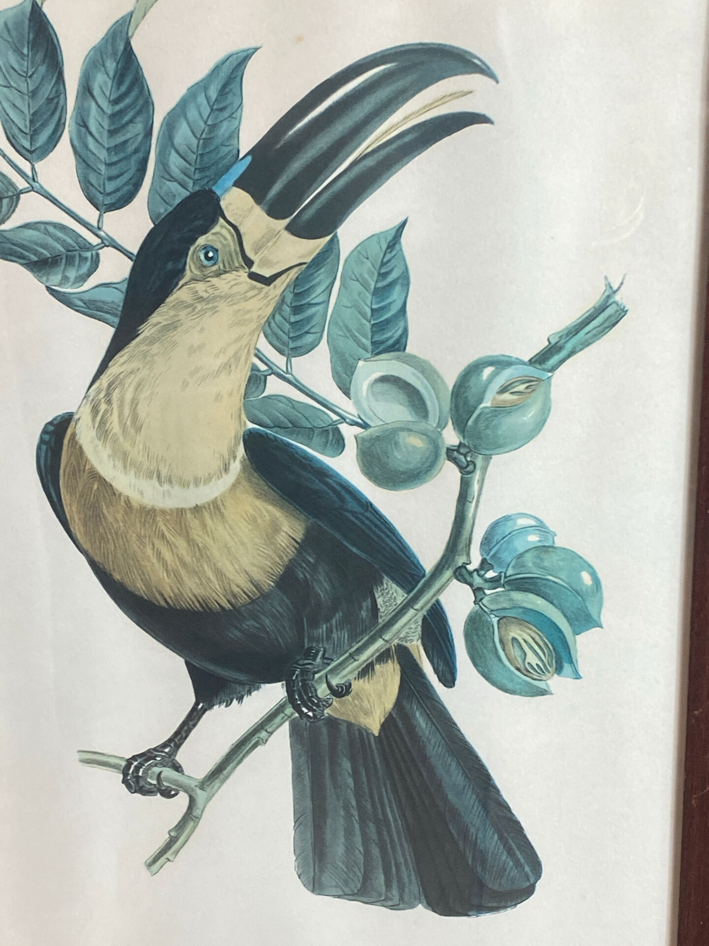 Gravure, Toucan Ariel, Descourtilz