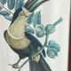 Gravure, Toucan Ariel, Descourtilz