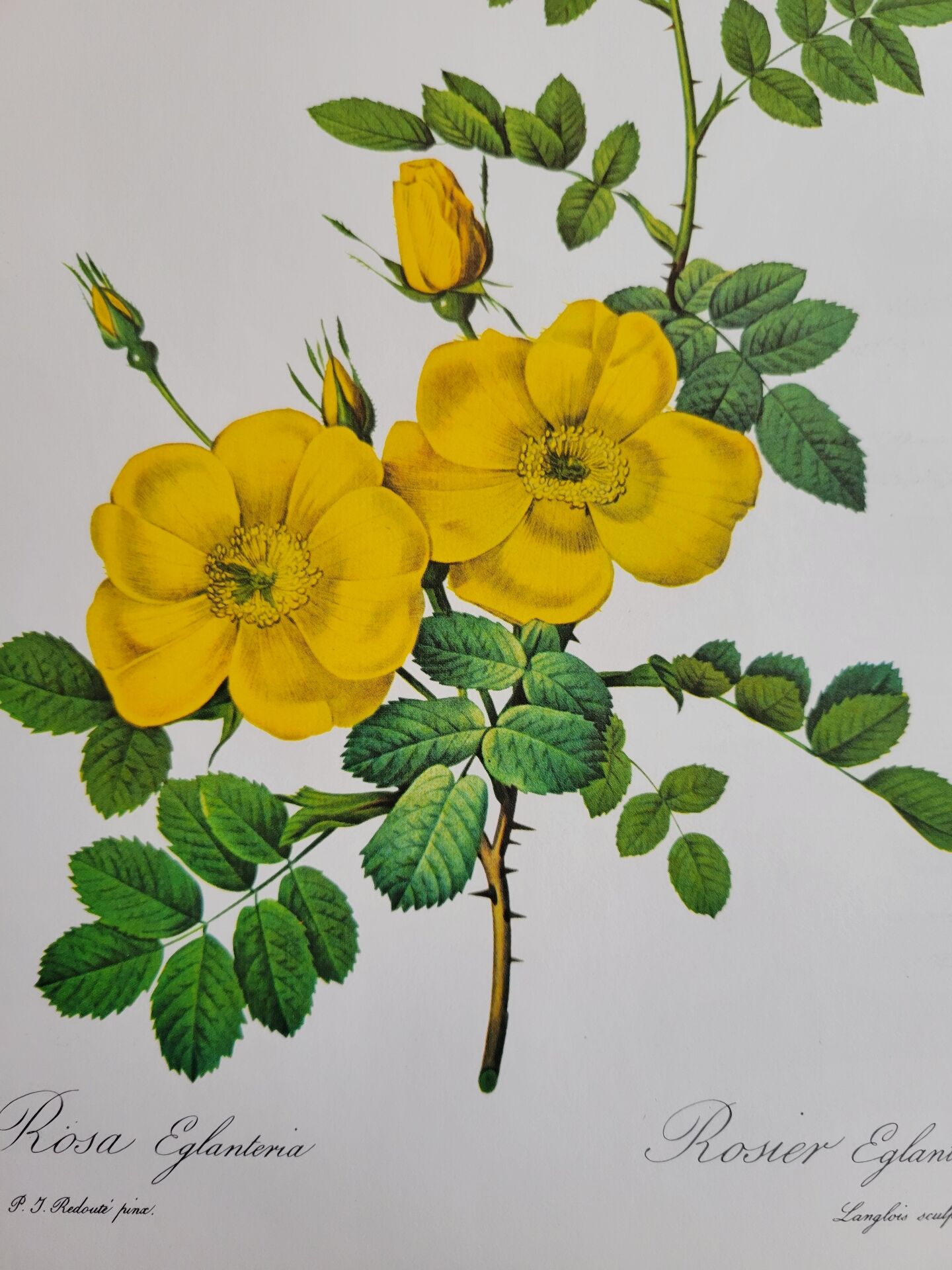 Botanical plate Wild Rose P.J. Redouté 1960