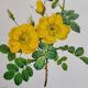 Botanical plate Wild Rose P.J. Redouté 1960