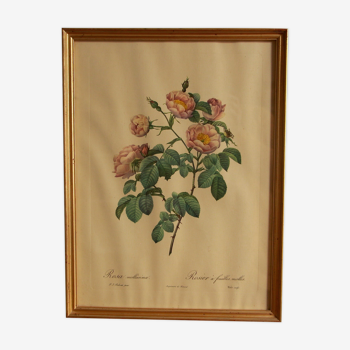 Lithograph Redouté Rosier