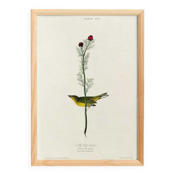 Affiche sur la Paruline jaune, d’après une gravure ancienne de 1827.