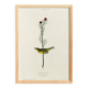 Poster about the Yellow Warbler, based on an old engraving from 1827.