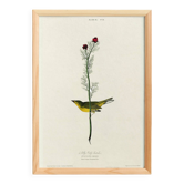 Poster about the Yellow Warbler, based on an old engraving from 1827.
