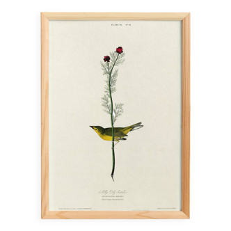 Poster about the Yellow Warbler, based on an old engraving from 1827.