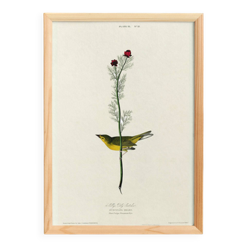 Affiche sur la Paruline jaune, d’après une gravure ancienne de 1827.