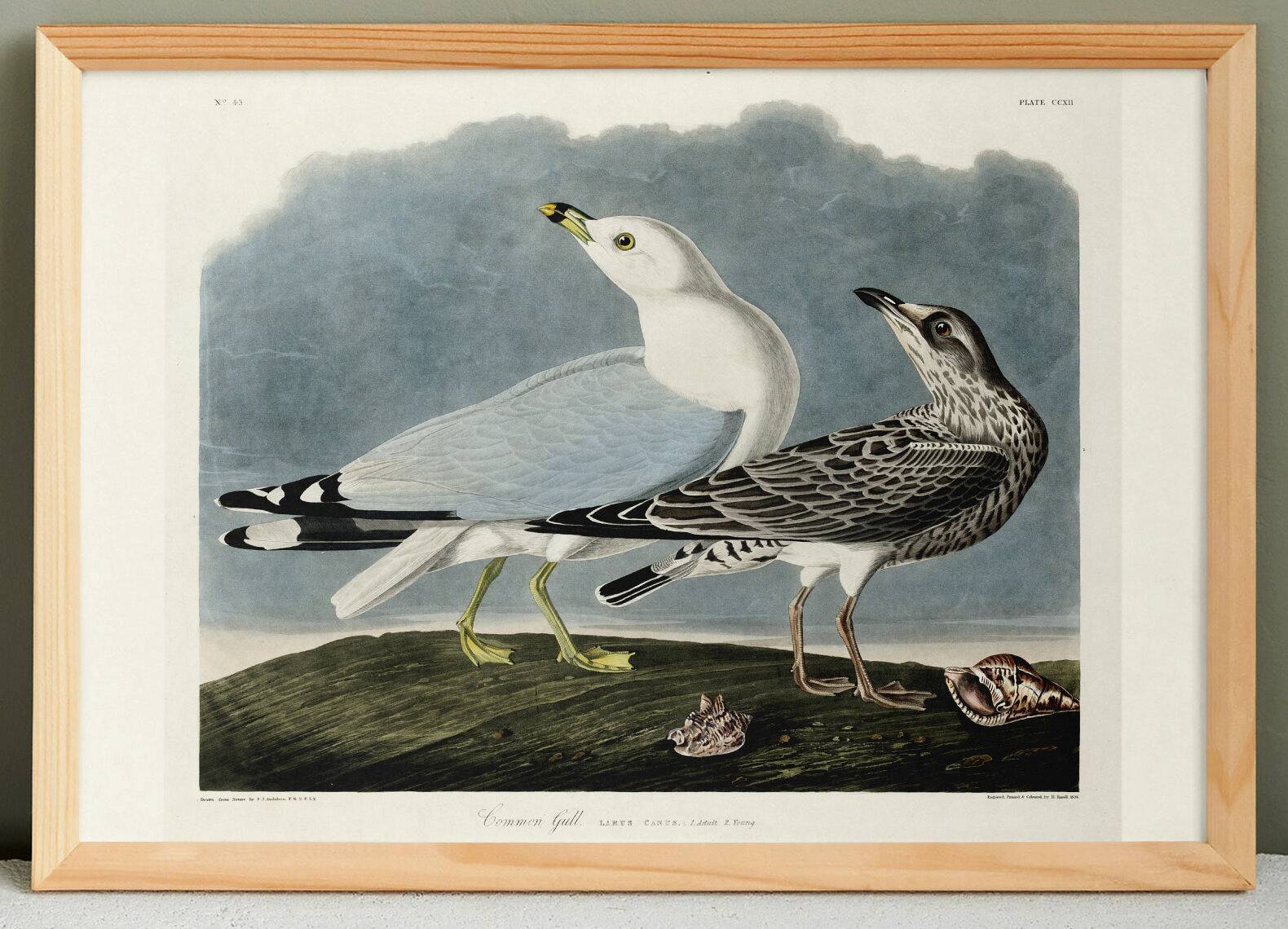 Poster about the Laughing Gull, after an old engraving from 1827.