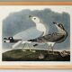 Poster about the Laughing Gull, after an old engraving from 1827.