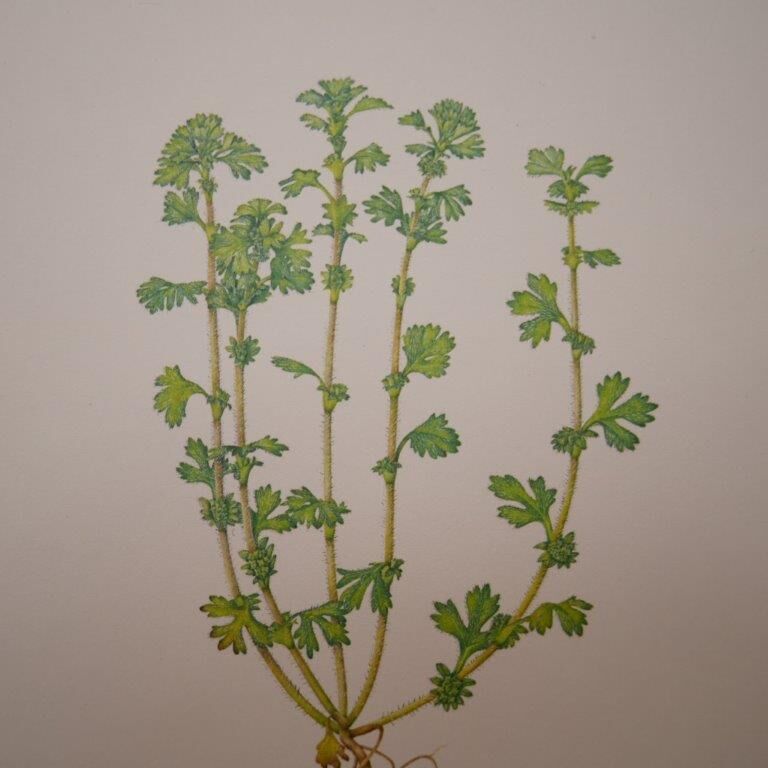 Botanical plate Alchemille