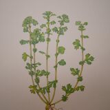 Botanical plate Alchemille