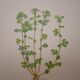 Botanical plate Alchemille