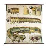 Poster of the 20th century Paul Pfurtscheller Zoological wall graphic, Caterpillar, 1911