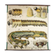 Affiche du 20e siècle Paul Pfurtscheller zoologiques mur graphique, Caterpillar, 1911