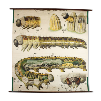 Affiche du 20e siècle Paul Pfurtscheller zoologiques mur graphique, Caterpillar, 1911