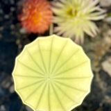 Art Deco lamp in uraline