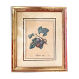 Botanical board - Red apricot