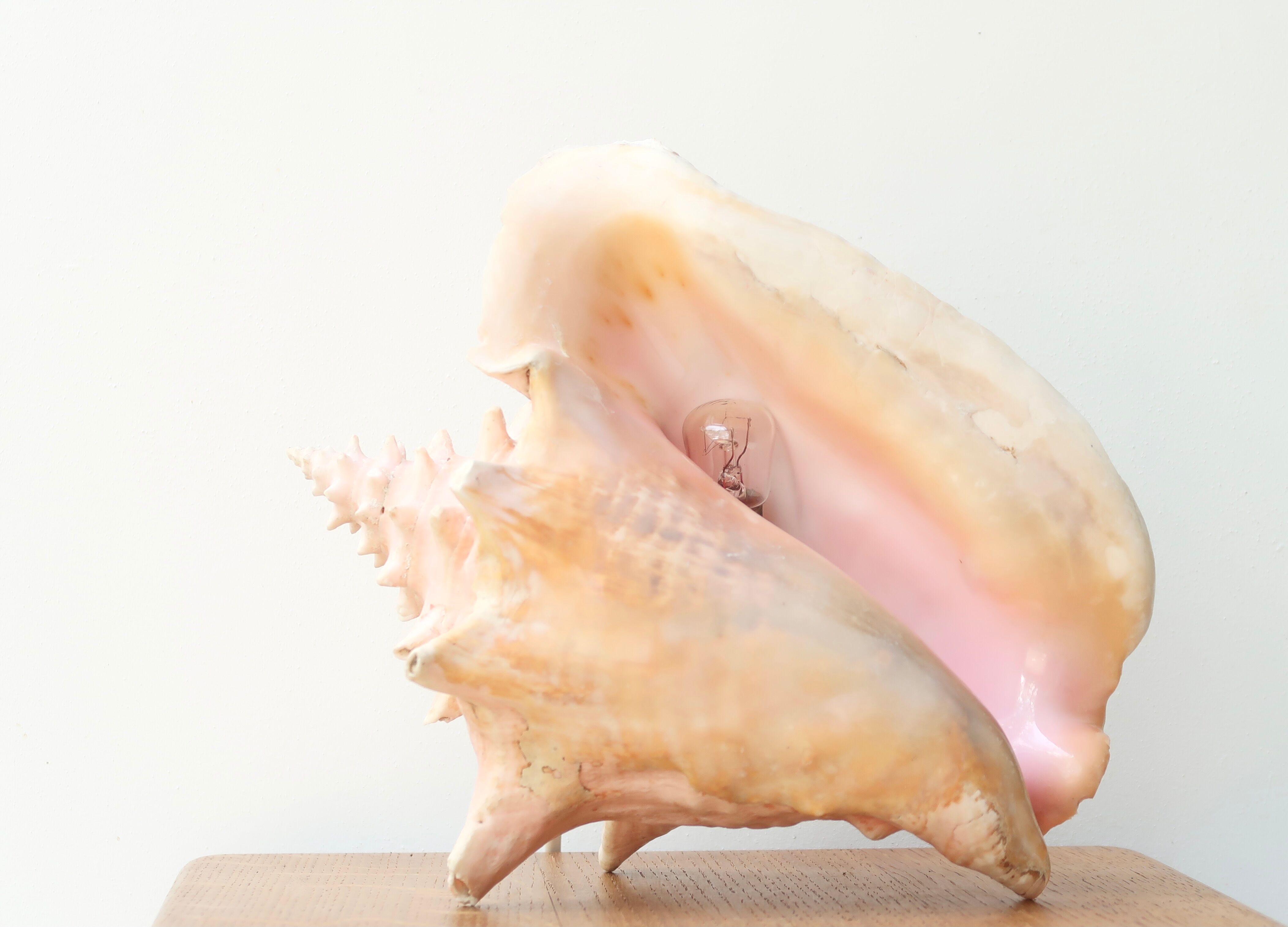 Natural shell lamp, 60s