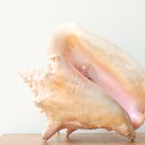 Natural shell lamp, 60s