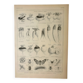 Gravure ancienne 1922, Navet, variétés et ennemis, légumes • Lithographie, Planche originale