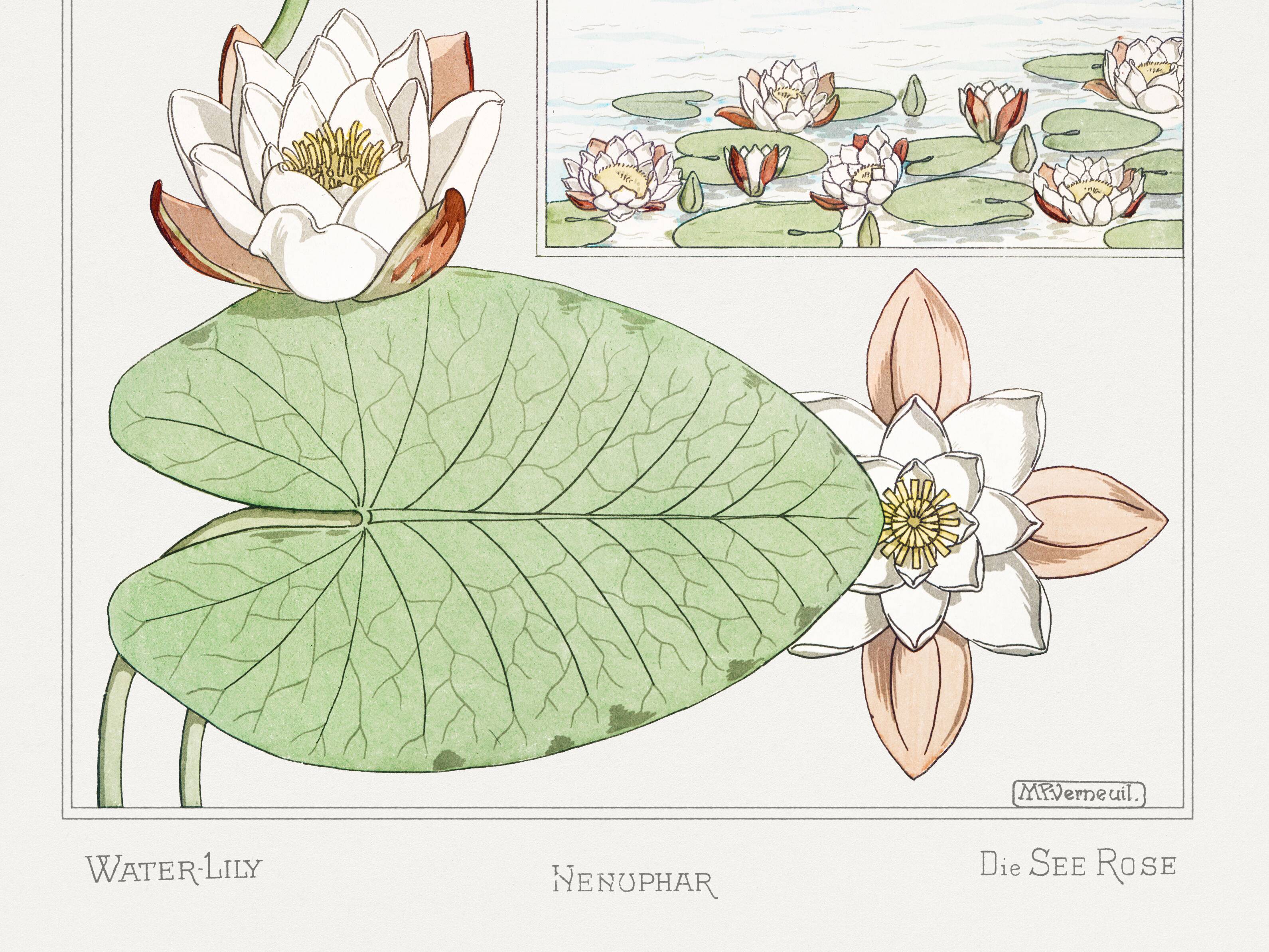 Poster “Water Lily”, after an Art Nouveau lithograph from 1897