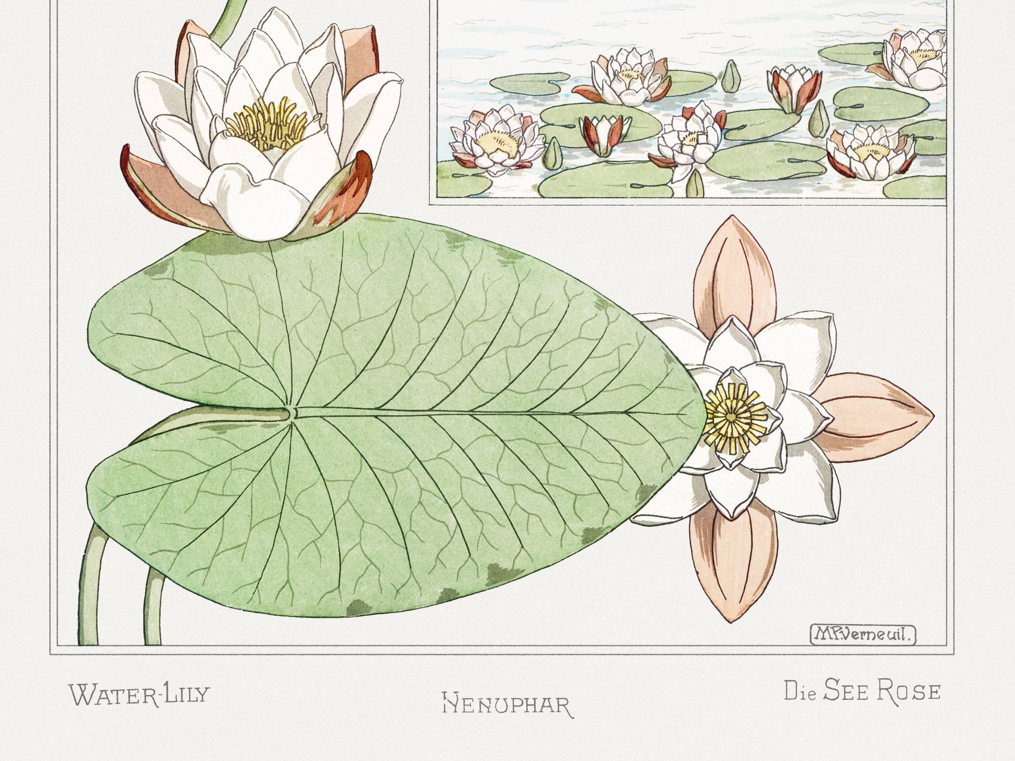 Poster “Water Lily”, after an Art Nouveau lithograph from 1897